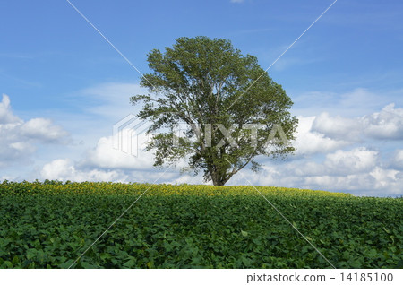 哲學樹 哲學樹 14185100