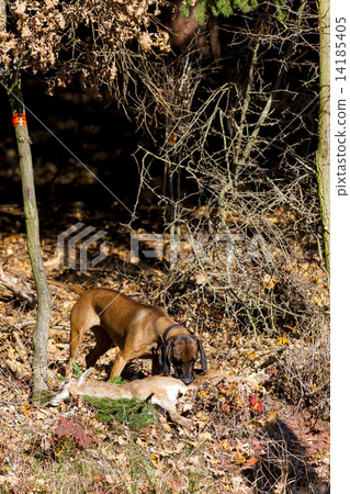 hunting dog with a catch in forest 14185405