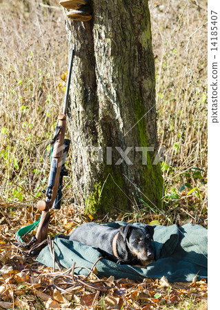 lying hunting dog with a weapon lying hunting dog with a weapon 14185407