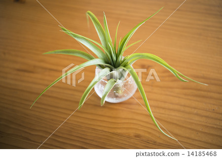 空氣植物 14185468