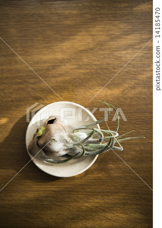 空氣植物 14185470