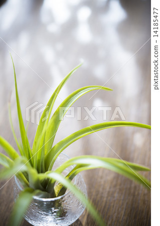 空氣植物 14185477