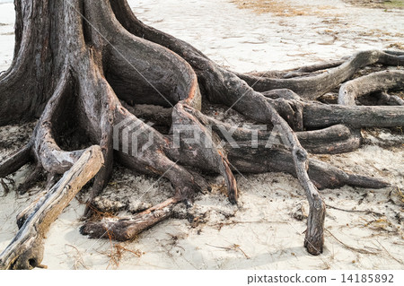 Pine tree roots on the beach 14185892