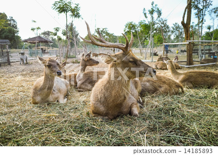 Sleeping deers 14185893