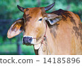 Curious Ox 14185896