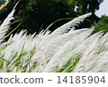 Being blown reeds 14185904