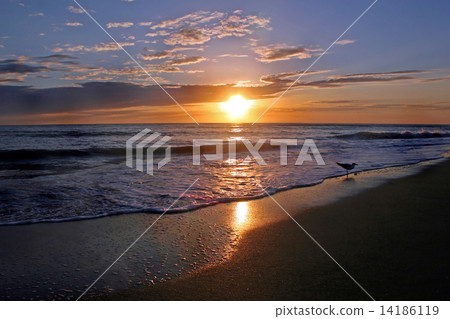 Shining Sunset 14186119