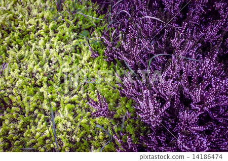 Purple heather Purple heather 14186474
