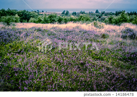 Purple heather 14186478