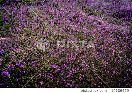 Purple heather 14186479