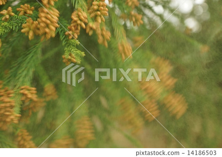 Allergen of hay fever · Cedar pollen scattering in the wind · Horizontal position 14186503
