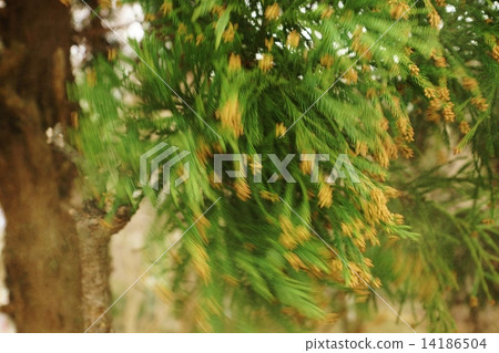 Allergen of hay fever · Cedar pollen scattering in the wind · Horizontal position Allergen of hay fever · Cedar pollen scattering in the wind · Horizontal position 14186504