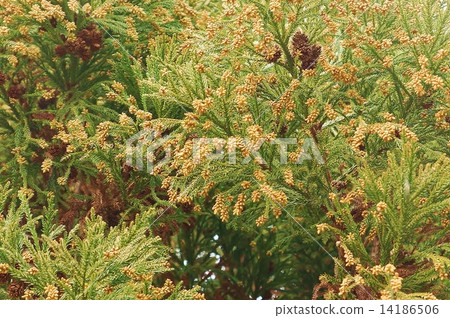 Allergen of pollinosis · Male flower of cedar waiting for wind for scattering · Horizontal position Allergen of pollinosis · Male flower of cedar waiting for wind for scattering · Horizontal position 14186506