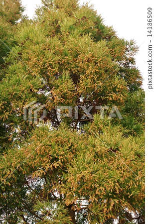 花粉過敏原 栗樹緊密附著和雄花 垂直位置 照片素材 圖片 圖庫