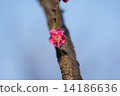 梅花 14186636