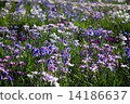 鳶尾花 14186637