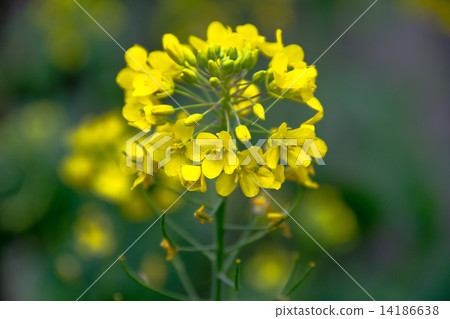 強姦開花 強姦開花 14186638