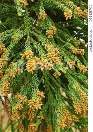 Allergen of pollinosis · Male flower of cedar waiting for wind for scattering · Vertical position 14186703
