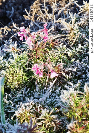 Winter background material · Shibazakura leaves framed by morning frost · Vertical position 14186758