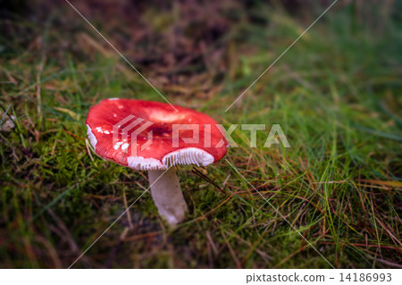 Red fungus Red fungus 14186993