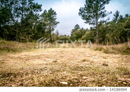 Road in nature Road in nature 14186994