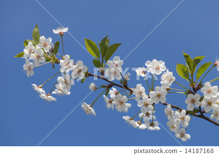 Beautiful spring flowers cherry on a background of blue sky 14187168