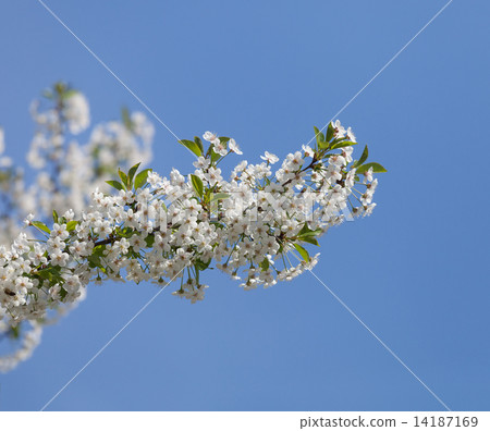 Beautiful spring flowers cherry on a background of blue sky 14187169