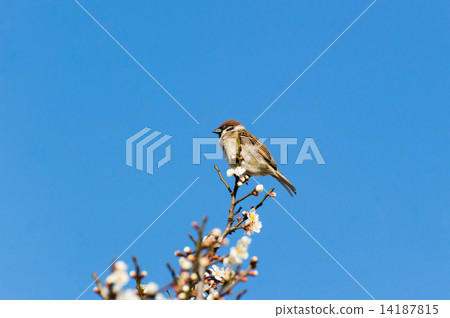 梅花和麻雀 梅花和麻雀 14187815
