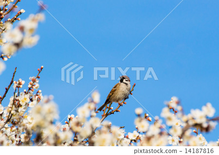 梅花和麻雀 14187816