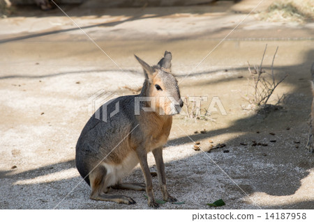 瑪拉（井之頭自然文化公園） 14187958