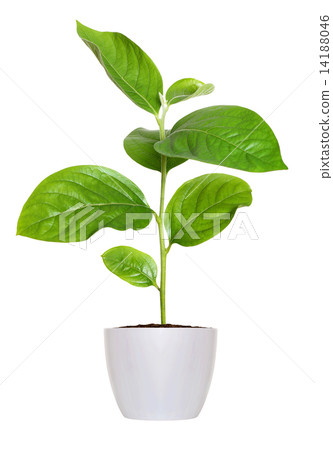 small green seedling in a flowerpot isolated over white 14188046