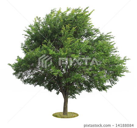 elm, isolated 14188084