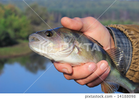 bass in the hand of fisherman 14188098