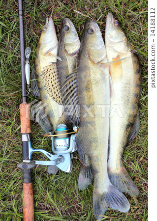 fishing catch - zander 14188112