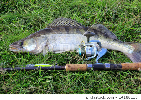 fishing catch - zander 14188115
