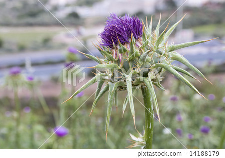 Milk Thistle (silybum marianum) 14188179