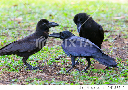 lovely acting of black crow bird on green field lovely acting of black crow bird on green field 14188541