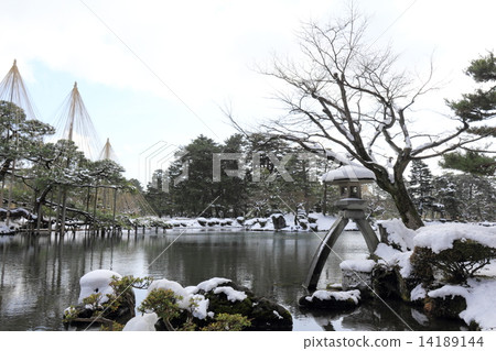 Kenrokuen in winter (Emperor Lantern and Karasaki Matsu) 14189144