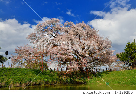 Cherry blossoms of Asai 14189299