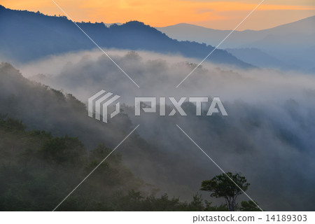 Branch Pass Branch Pass 14189303