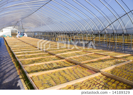 Making dried sweet potatoes Dried potato making work Making dried sweet potatoes Dried potato making work 14189329