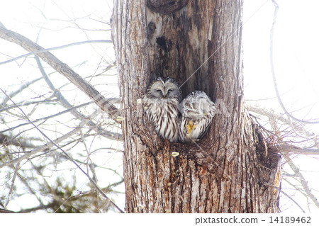 Ezo owls in Hokkaido 14189462