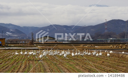 Rice paddies and swans 14189486