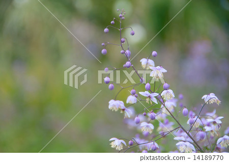 Cute flower Cute flower 14189770
