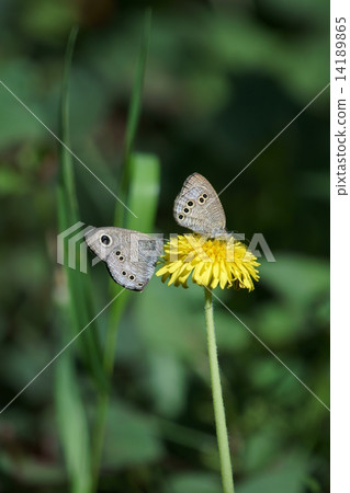 My name is Princess Hadesaki Snake Eye Shimeura Nami Janome. It is a butterfly. 14189865