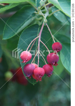 日本貝瑞日本名稱是美國動力樹 14190186