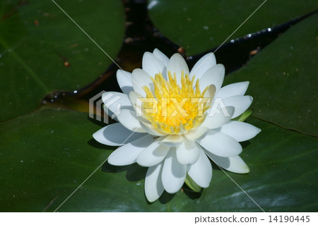 As Water Lily Sun rises, flowers open, but it is late afternoon. 14190445