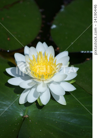 As Water Lily Sun rises, flowers open, but it is late afternoon. 14190446