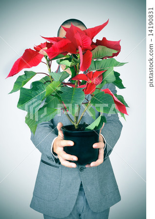 young man in suit with a poinsettia plant 14190831