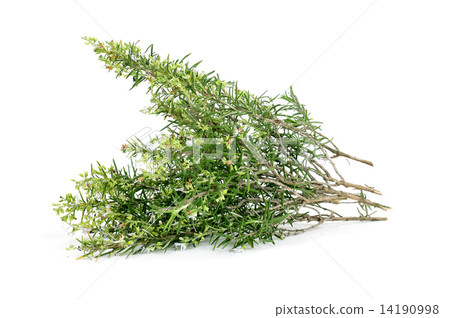 rosemary rosemary 14190998